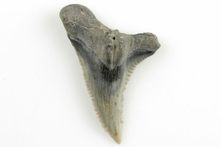 1.4" Snaggletooth Shark (Hemipristis) Tooth - Aurora, NC